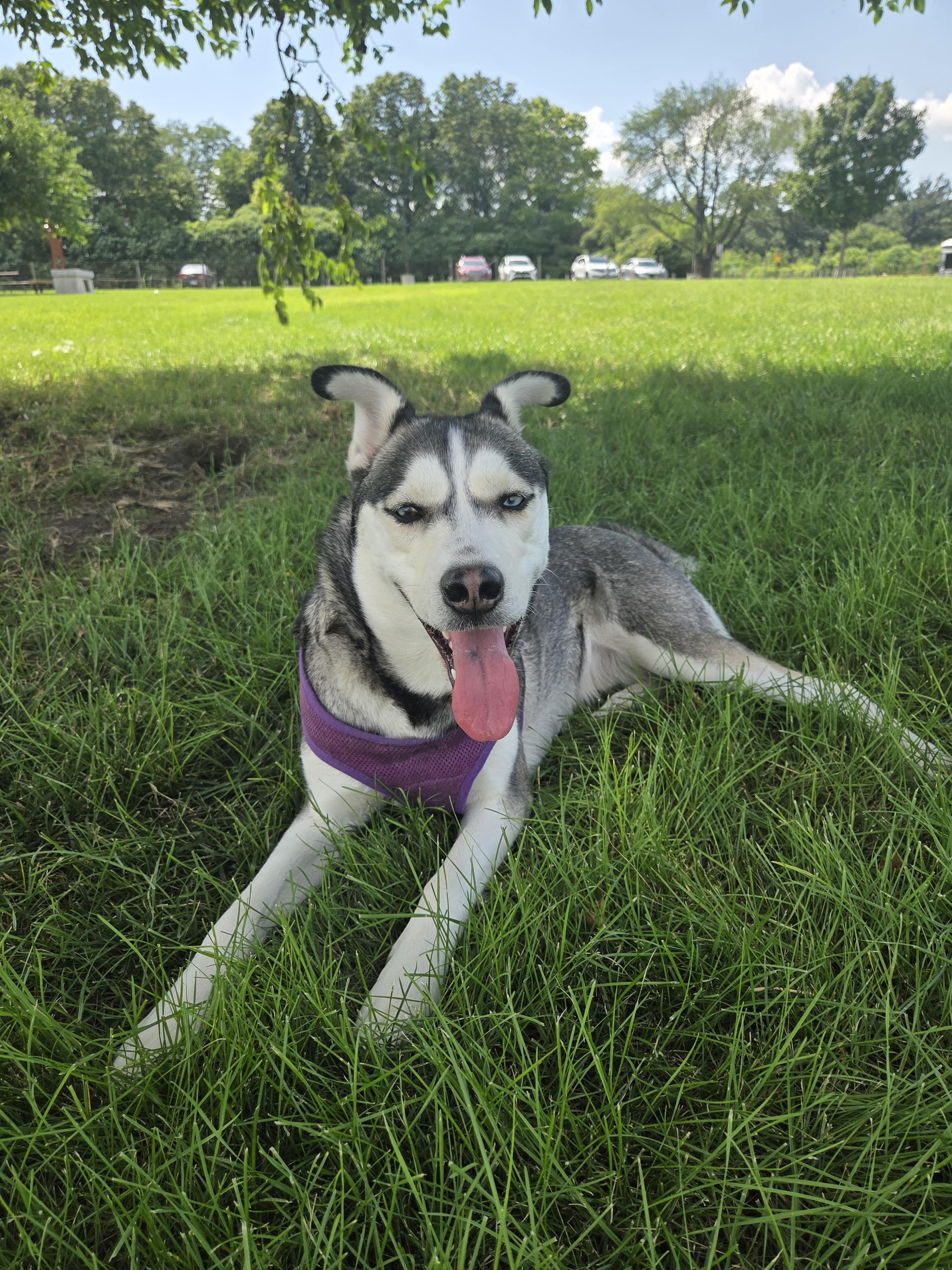 A husky lounging in the grass on a sunny afternoon