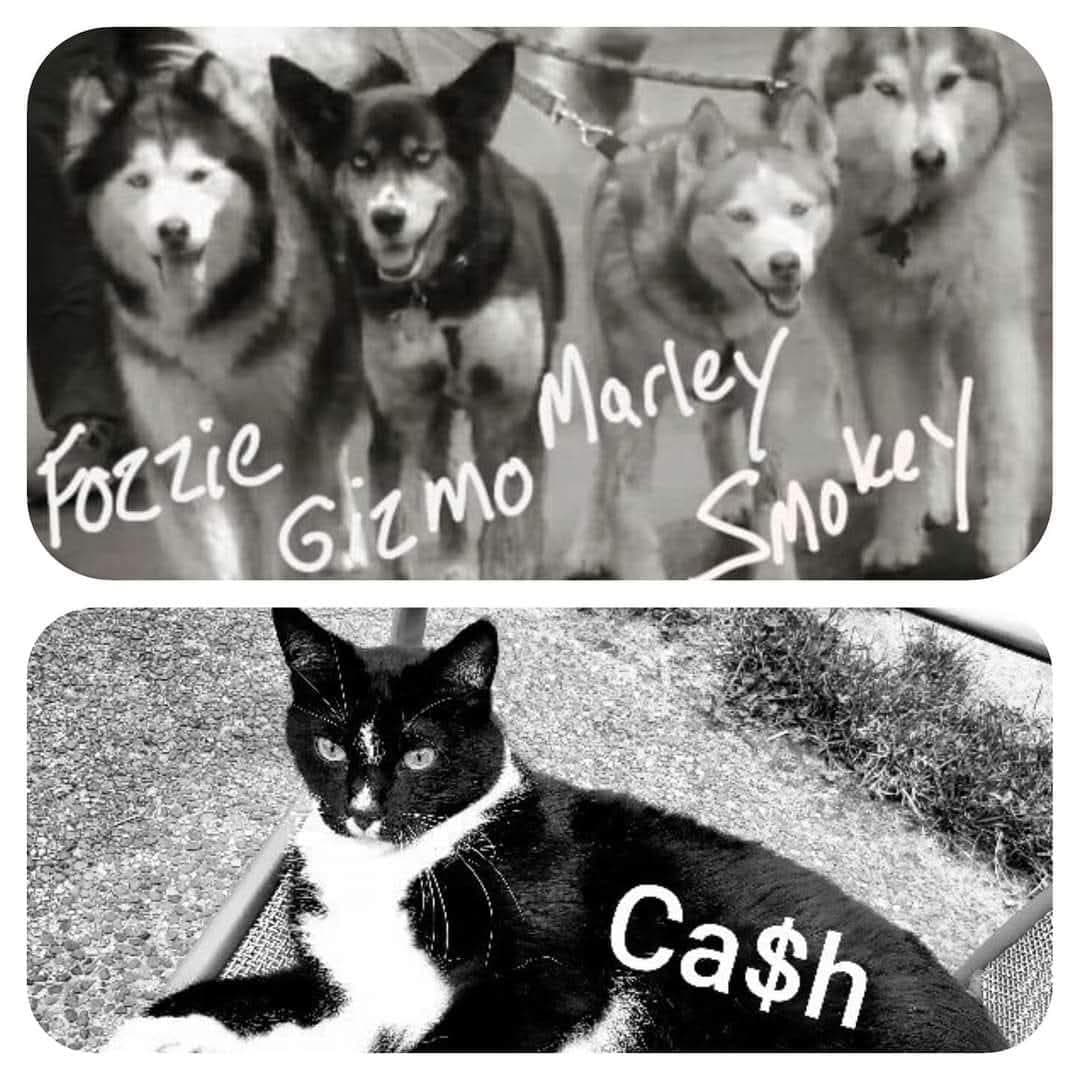 The Wolfpack — Mark's rescue huskies Fozzie, Gizmo, Marley, and Smokey, and his cat Cash